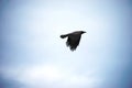 Raven in the sky Royalty Free Stock Photo