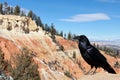 Raven in southern Utah Royalty Free Stock Photo