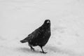 Curious Raven