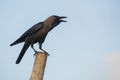 Raven on a stick Royalty Free Stock Photo