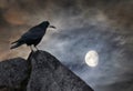 Raven on a stone Royalty Free Stock Photo