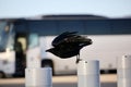 Raven taking off from a post Royalty Free Stock Photo