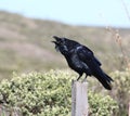 Raven Talking Royalty Free Stock Photo