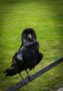 Raven at the Tower of London