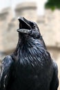 Portrait of royal black raven, Tower of London - UK