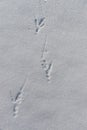 Raven Tracks in the Snow