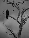 Raven on a tree