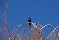 Raven on Tree