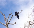 Raven on Tree