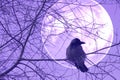 Raven on a tree
