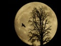 Raven and tree silhouetted by a full moon Royalty Free Stock Photo