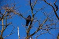 Raven on Tree