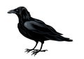 Raven Royalty Free Stock Photo