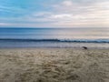 Raven walking on beach near water over Baltic Sea in Swinoujscie