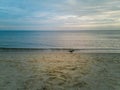 Raven walking on beach near water over Baltic Sea in Swinoujscie