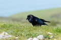 Raven walking in the grass Royalty Free Stock Photo