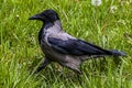 Raven walking on green grass