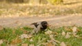 raven walking on a ground looking for acorns in autumn leaves Royalty Free Stock Photo