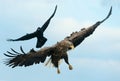 Raven and White tailed eagle in flight. Royalty Free Stock Photo