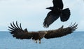 Raven and White tailed eagle in flight. Royalty Free Stock Photo