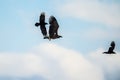 Raven and White tailed eagle in flight. Scientific name: Haliaeetus albicilla, also known as the ern, erne, gray eagle, Eurasian Royalty Free Stock Photo