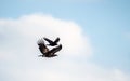 Raven and White tailed eagle in flight. Scientific name: Haliaeetus albicilla, also known as the ern, erne, gray eagle, Eurasian Royalty Free Stock Photo