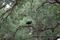 Raven, Wilpena Pound, Flinders Ranges, SA, Australia Royalty Free Stock Photo