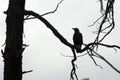 Raven, Wilpena Pound, Flinders Ranges, South Australia, Australia Royalty Free Stock Photo