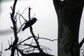 Raven, Wilpena Pound, Flinders Ranges, South Australia, Australia Royalty Free Stock Photo