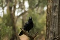 Raven, Wilpena Pound, Flinders Ranges, South Australia, Australia Royalty Free Stock Photo