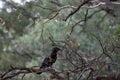 Raven, Wilpena Pound, Flinders Ranges, South Australia, Australia Royalty Free Stock Photo