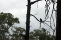 Raven, Wilpena Pound, Flinders Ranges, South Australia, Australia Royalty Free Stock Photo