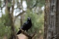 Raven, Wilpena Pound, Flinders Ranges, South Australia, Australia Royalty Free Stock Photo