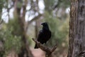 Raven, Wilpena Pound, Flinders Ranges, South Australia, Australia Royalty Free Stock Photo