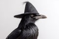 Raven With Witchs Hat On White Background. Halloween. Generative AI