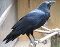 Raven in zoo Royalty Free Stock Photo