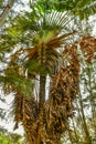 Ravenala madagascariensis, commonly known as traveller`s tree or traveller`s palm Royalty Free Stock Photo