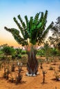 Ravenala madagascariensis Royalty Free Stock Photo