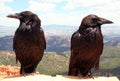 Ravens