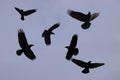 Ravens Royalty Free Stock Photo
