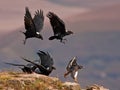Ravens chasing away a Jackal Buzzard Royalty Free Stock Photo