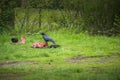 Ravens and crows sitting on a piece of cadaver . Eating meat . Royalty Free Stock Photo