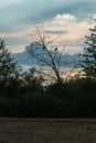 Ravens on a dead tree. Silhouette of a grove.