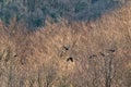 Ravens fly over the forest Royalty Free Stock Photo