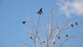 Ravens fly and sit over leafless trees . Flock of crows in the Natural on blue sky and white clouds backgrounds. Birds is standing Royalty Free Stock Photo