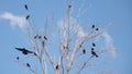 Ravens fly and sit over leafless trees . Flock of crows in the Natural on blue sky and white clouds backgrounds. Birds is standing
