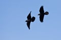 Ravens Flying in a Blue Sky Royalty Free Stock Photo