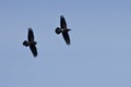 Ravens Flying in a Blue Sky Royalty Free Stock Photo