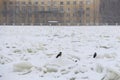 Ravens on the ice of a frozen river Royalty Free Stock Photo