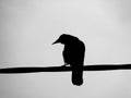 A Ravens Silhouette Royalty Free Stock Photo